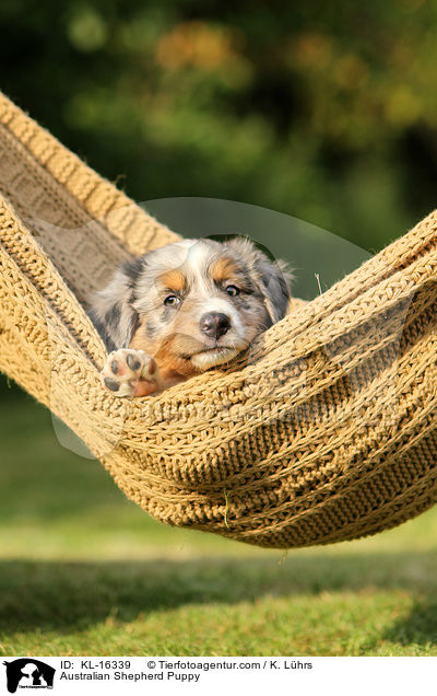 Australian Shepherd Welpe / Australian Shepherd Puppy / KL-16339