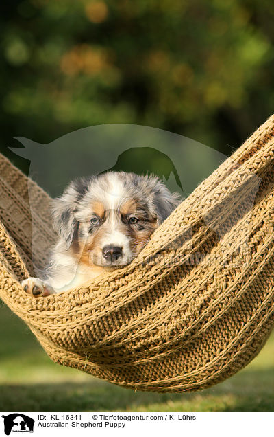 Australian Shepherd Welpe / Australian Shepherd Puppy / KL-16341