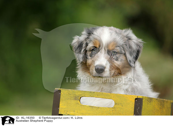 Australian Shepherd Welpe / Australian Shepherd Puppy / KL-16350