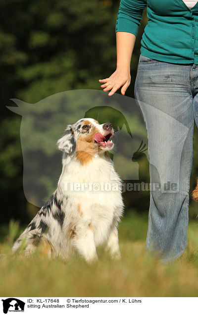 sitzender Australian Shepherd / sitting Australian Shepherd / KL-17648