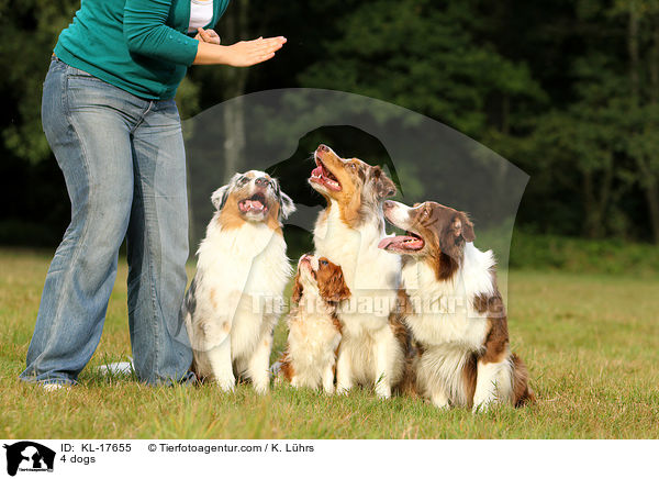 4 Hunde / 4 dogs / KL-17655