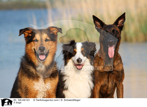 3 Hunde / 3 dogs / SS-49123
