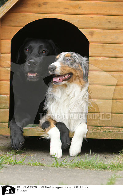 2 Hunde / 2 dogs / KL-17970