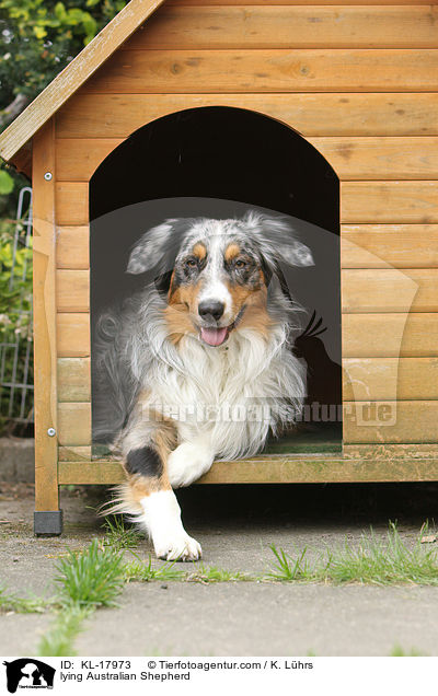 liegender Australian Shepherd / lying Australian Shepherd / KL-17973