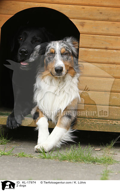 2 Hunde / 2 dogs / KL-17974