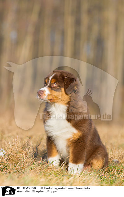 Australian Shepherd Welpe / Australian Shepherd Puppy / IF-12558