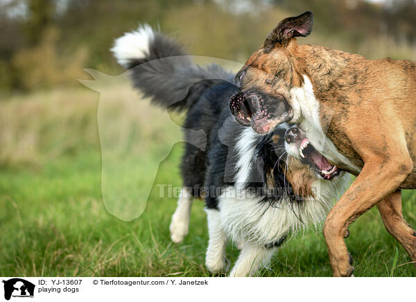 playing dogs / YJ-13607