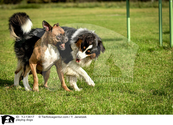 playing dogs / YJ-13617