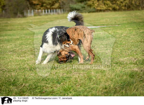playing dogs / YJ-13625