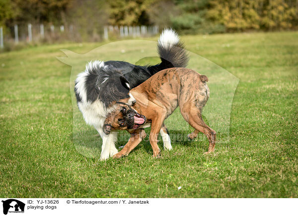 playing dogs / YJ-13626