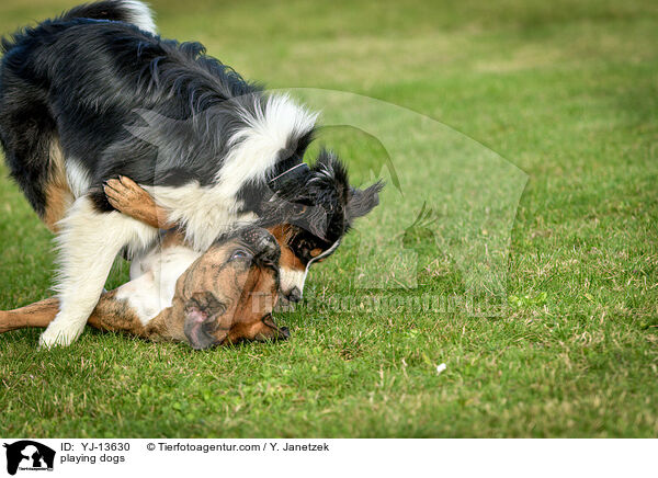 playing dogs / YJ-13630