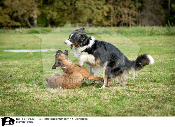 playing dogs / YJ-13633