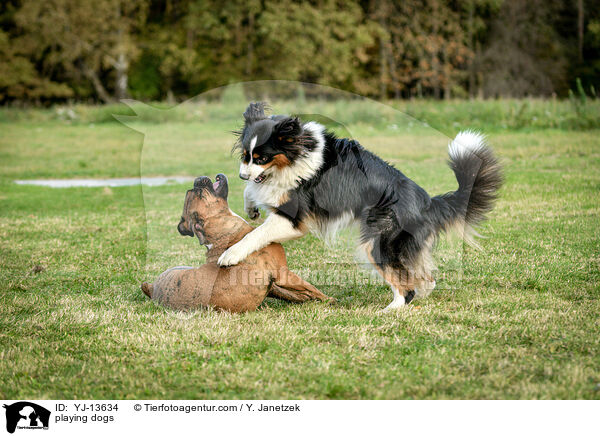 playing dogs / YJ-13634