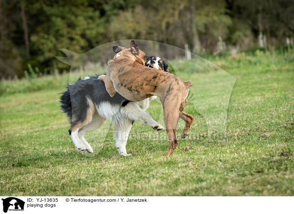 playing dogs / YJ-13635