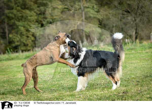 playing dogs / YJ-13636