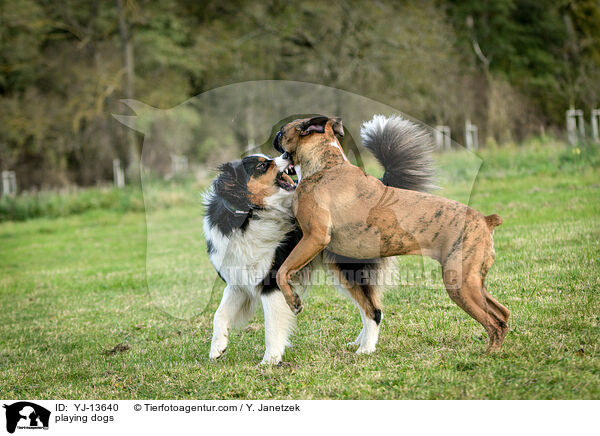 playing dogs / YJ-13640