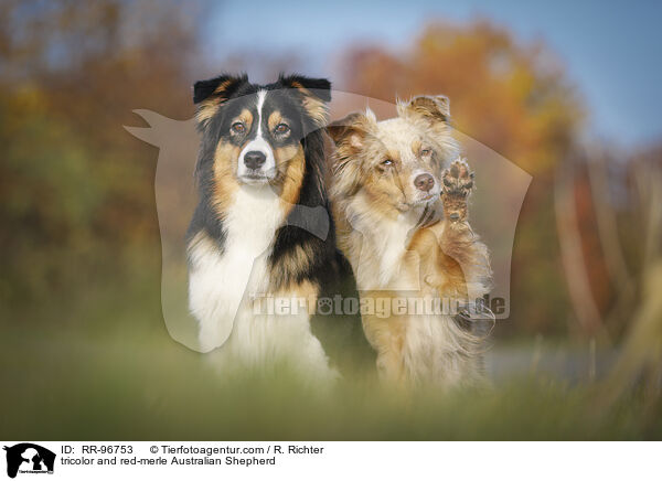 tricolor und red-merle Australian Shepherd / tricolor and red-merle Australian Shepherd / RR-96753