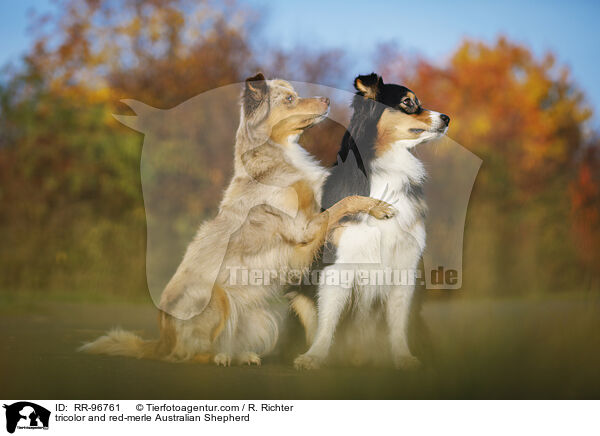 tricolor und red-merle Australian Shepherd / tricolor and red-merle Australian Shepherd / RR-96761