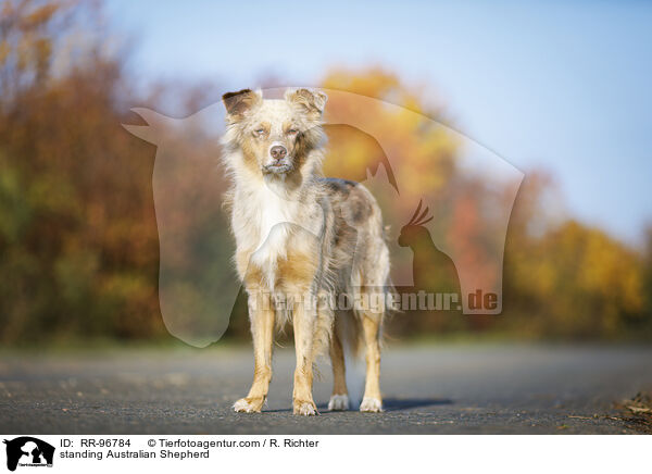 stehender Australian Shepherd / standing Australian Shepherd / RR-96784