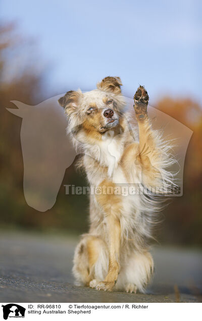 sitzender Australian Shepherd / sitting Australian Shepherd / RR-96810
