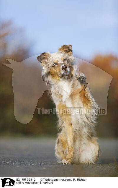 sitzender Australian Shepherd / sitting Australian Shepherd / RR-96812