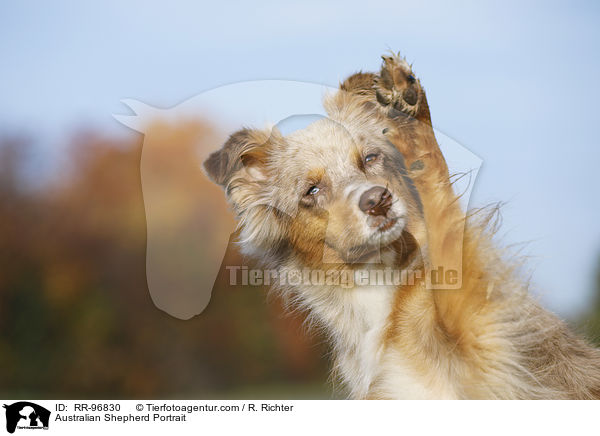Australian Shepherd Portrait / Australian Shepherd Portrait / RR-96830