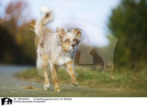 trabender Australian Shepherd / trotting Australian Shepherd / RR-96941