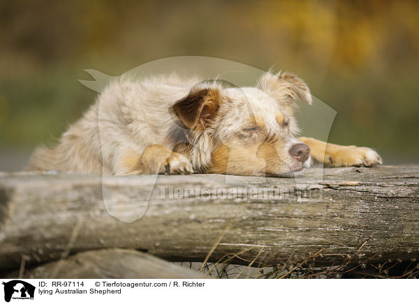 liegender Australian Shepherd / lying Australian Shepherd / RR-97114