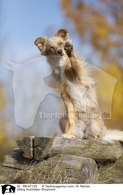 sitzender Australian Shepherd / sitting Australian Shepherd / RR-97129