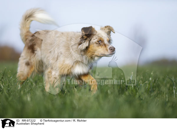 Australian Shepherd / Australian Shepherd / RR-97222