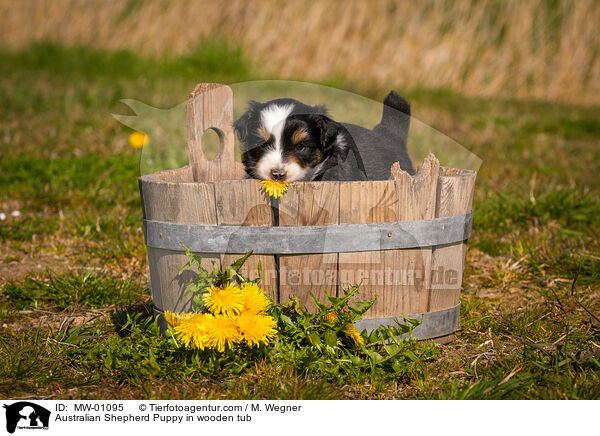 Australian Shepherd Welpe in Holzbottich / Australian Shepherd Puppy in wooden tub / MW-01095