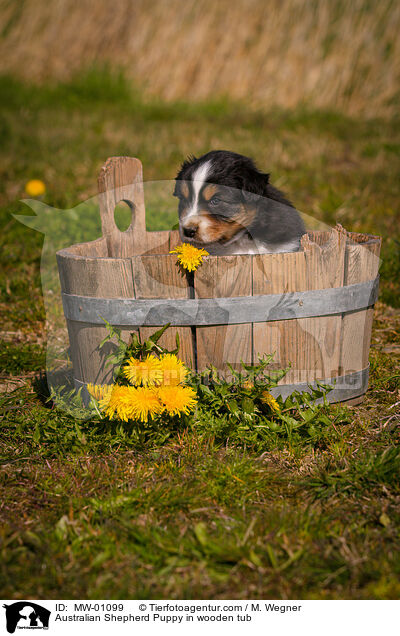Australian Shepherd Welpe in Holzbottich / Australian Shepherd Puppy in wooden tub / MW-01099