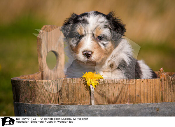 Australian Shepherd Welpe in Holzbottich / Australian Shepherd Puppy in wooden tub / MW-01122