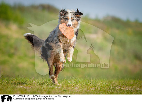 Australian Shepherd jumps to Frisbee / MW-04118