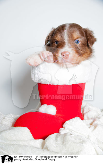 junger Australian Shepherd Welpe / young Australian Shepherd Puppy / MW-04655