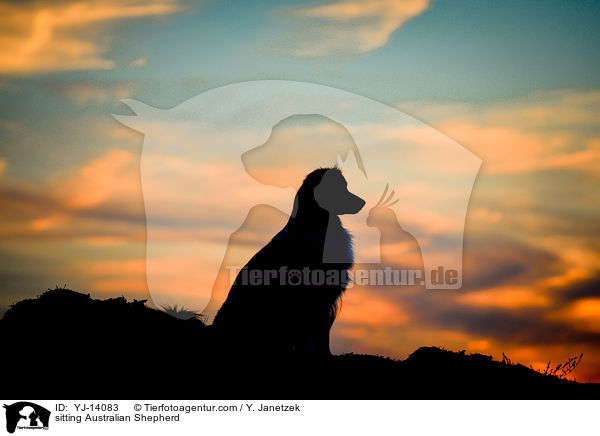 sitzender Australian Shepherd / sitting Australian Shepherd / YJ-14083