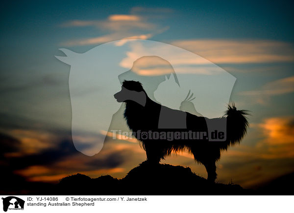 stehender Australian Shepherd / standing Australian Shepherd / YJ-14086
