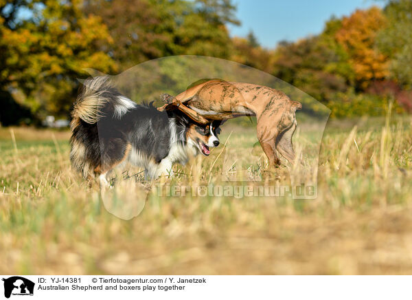 Australian Shepherd und Boxer spielen miteinander / Australian Shepherd and boxers play together / YJ-14381