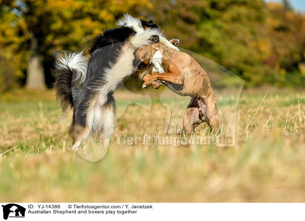 Australian Shepherd and boxers play together / YJ-14386