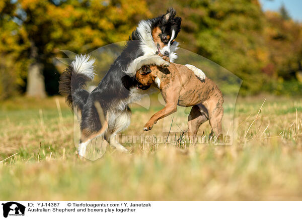 Australian Shepherd and boxers play together / YJ-14387