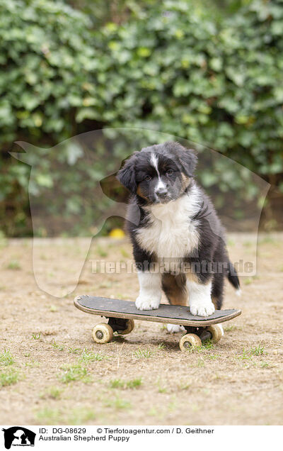 Australian Shepherd Welpe / Australian Shepherd Puppy / DG-08629