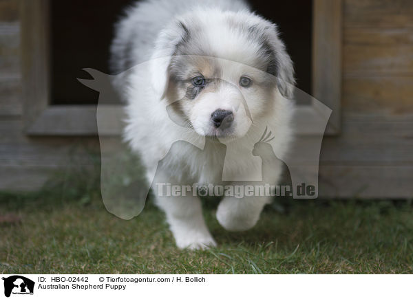 Australian Shepherd Welpe / Australian Shepherd Puppy / HBO-02442