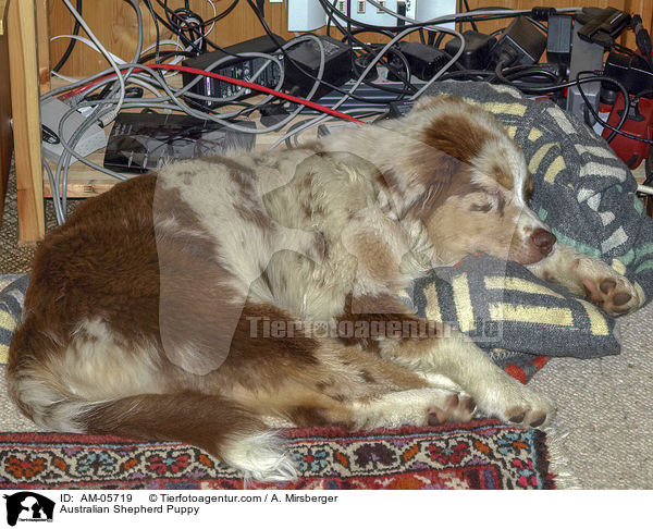 Australian Shepherd Welpe / Australian Shepherd Puppy / AM-05719