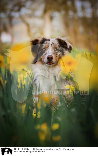 Australian Shepherd Portrait / Australian Shepherd Portrait / LB-01037