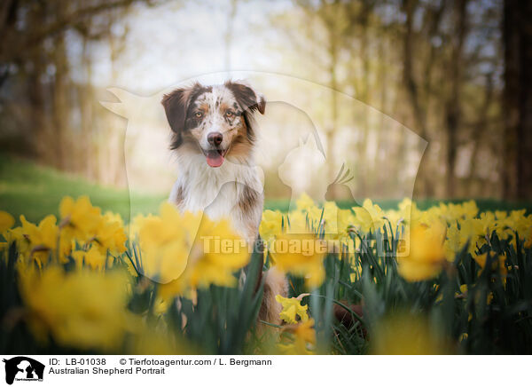Australian Shepherd Portrait / Australian Shepherd Portrait / LB-01038