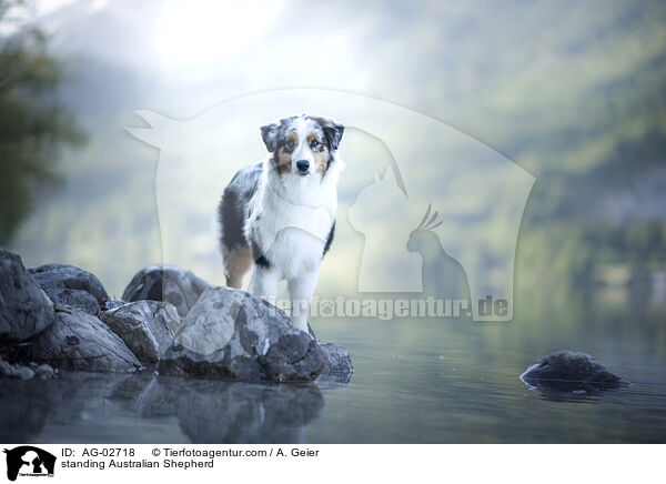 stehender Australian Shepherd / standing Australian Shepherd / AG-02718