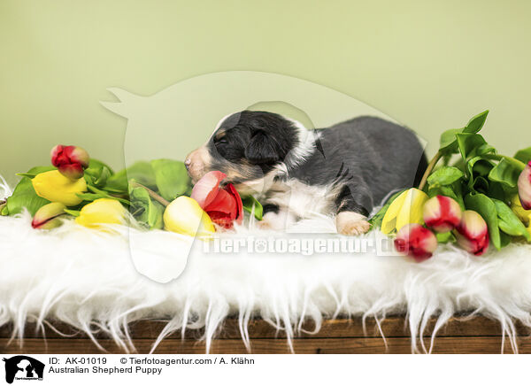 Australian Shepherd Welpe / Australian Shepherd Puppy / AK-01019