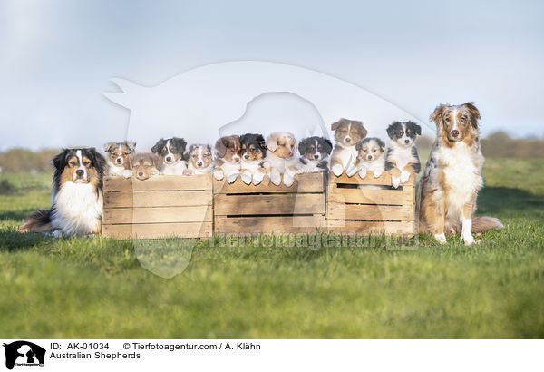 Australian Shepherds / Australian Shepherds / AK-01034