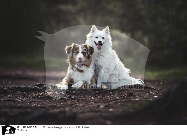 2 dogs / KFI-01116