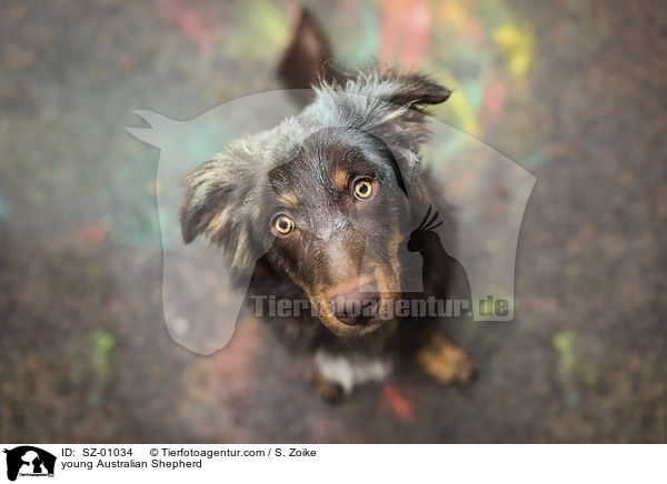 junger Australian Shepherd / young Australian Shepherd / SZ-01034